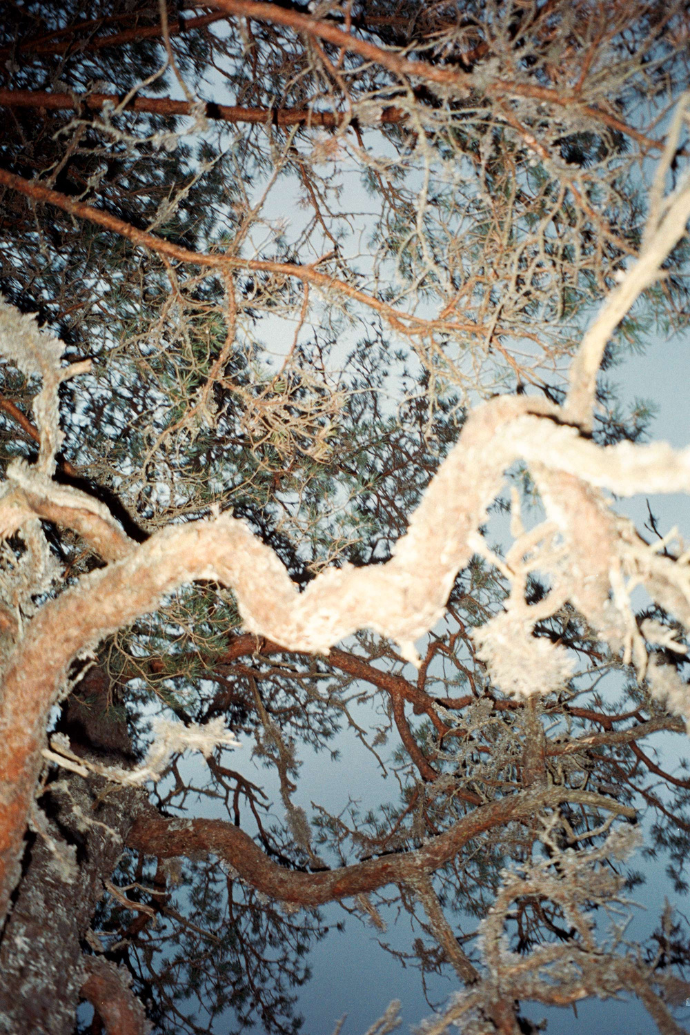 Monokel Eyewear Ellis Grey - grey solid lens